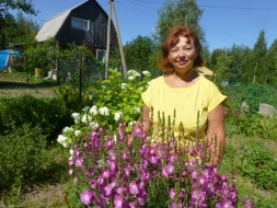 Хризантема Хризантема