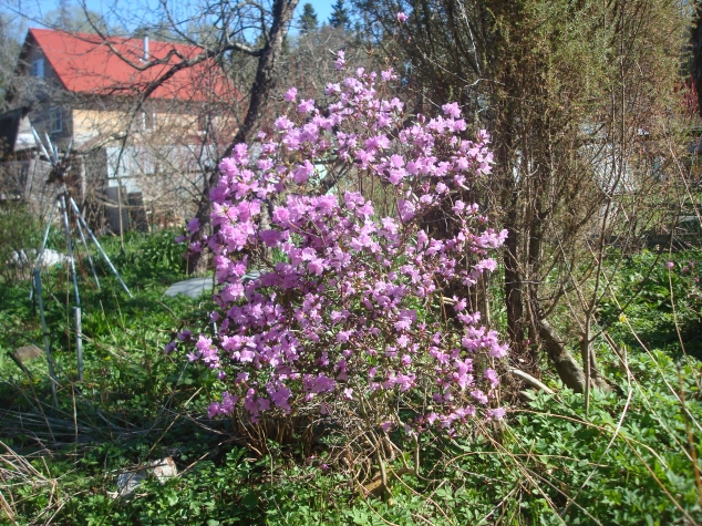 Весна пришла Весна пришла