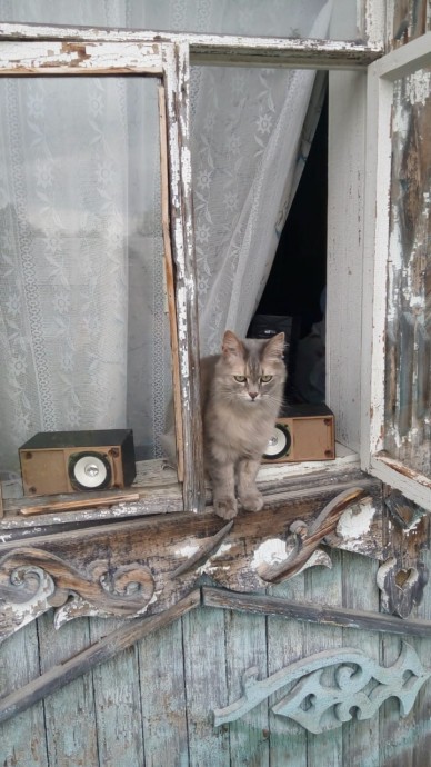 Наши животные