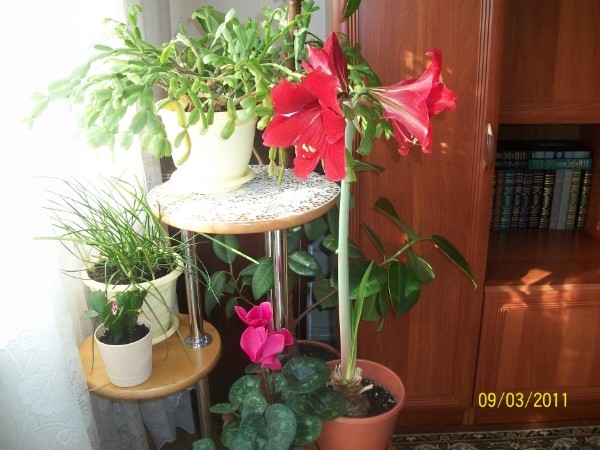 Мои любимые цветы Мои любимые цветы
