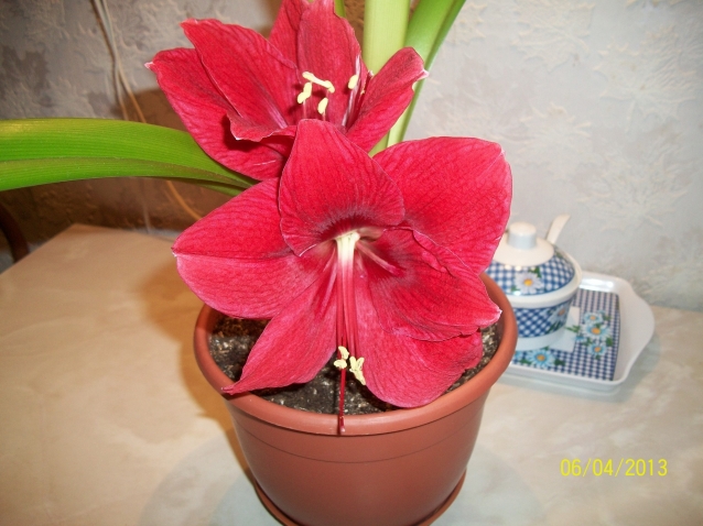 Мои любимые цветы Мои любимые цветы