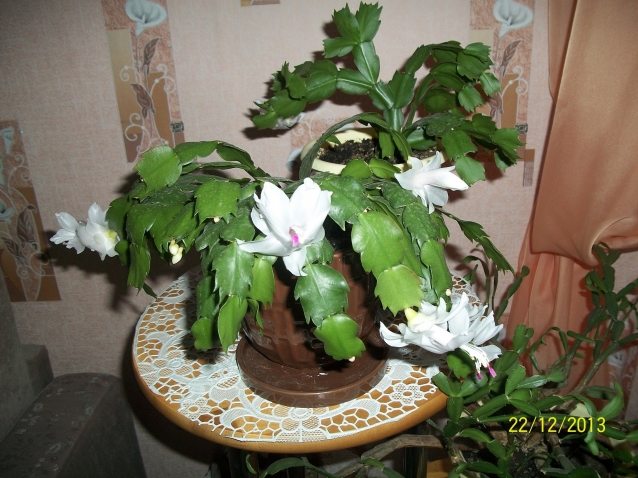 Мои любимые цветы Мои любимые цветы