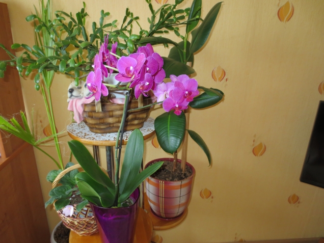 Мои любимые цветы Мои любимые цветы