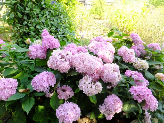 Мои пионы Мои пионы