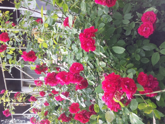 Мои цветы Мои цветы