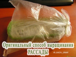 Выращивание рассады в пластиковой бутылке Выращивание рассады в пластиковой бутылке