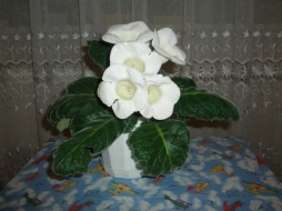 люблю цветы люблю цветы