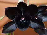 Черная Орхидея Черная Орхидея