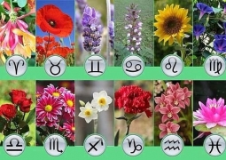 ЦВЕТЫ ПО ЗНАКАМ ЗОДИАКА ЦВЕТЫ ПО ЗНАКАМ ЗОДИАКА