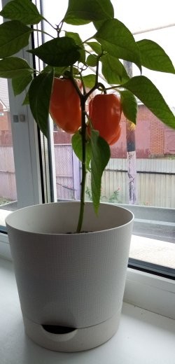 Мой перчик созрел.