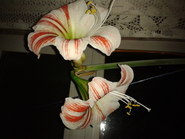 мои цветочки. мои цветочки.
