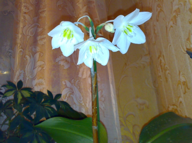 мои цветочки. мои цветочки.