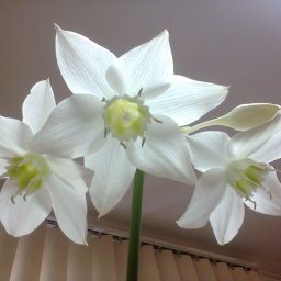Светлана Светлана