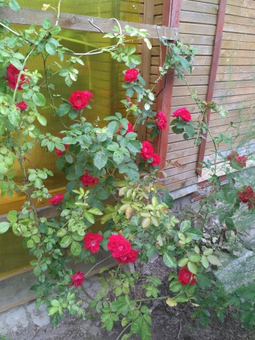 Мои цветы Мои цветы