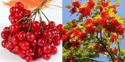 Калина красная, Калина горькая. Калина красная, Калина горькая.