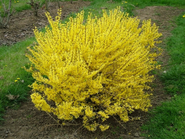 СОЛНЕЧНЫЙ КУСТ СОЛНЕЧНЫЙ КУСТ