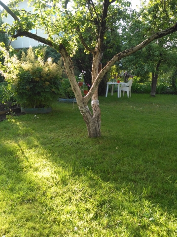 Почему мельчают ягоды, Sun? Почему мельчают ягоды, Sun?