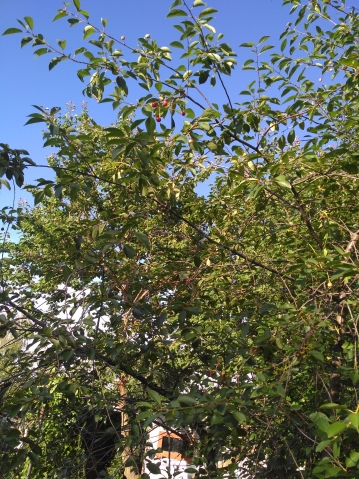 Почему мельчают ягоды, Sun? Почему мельчают ягоды, Sun?