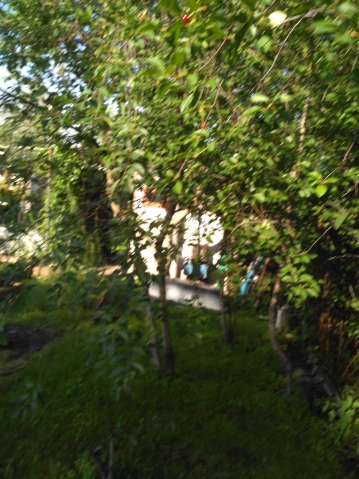 Почему мельчают ягоды, Sun? Почему мельчают ягоды, Sun?
