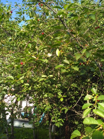 Почему мельчают ягоды, Sun? Почему мельчают ягоды, Sun?