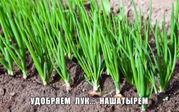 Удобряем лук… нашатырем Удобряем лук… нашатырем