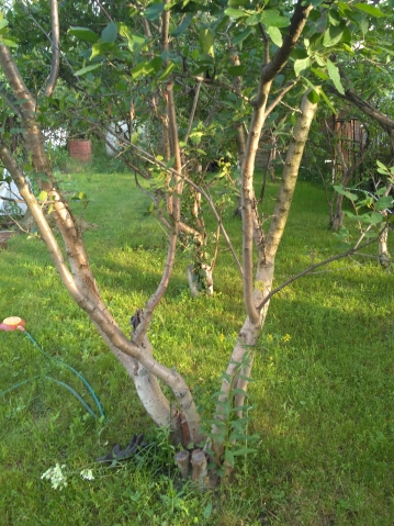 Почему мельчают ягоды, Sun? Почему мельчают ягоды, Sun?