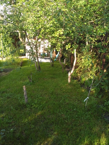 Почему мельчают ягоды, Sun? Почему мельчают ягоды, Sun?
