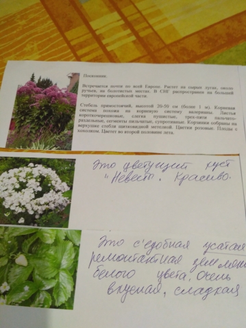 Посылка отправлена от Цветочницы Посылка отправлена от Цветочницы