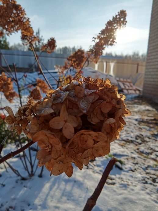 Первый ноябрьский снег Первый ноябрьский снег