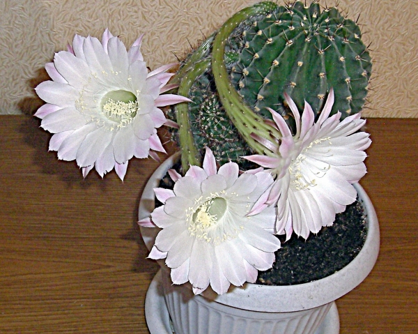 Любимые эхинопсисы Любимые эхинопсисы