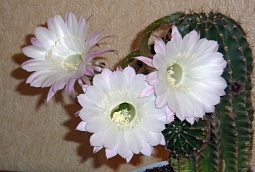 Любимые эхинопсисы Любимые эхинопсисы