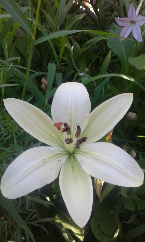 Лилии Лилии