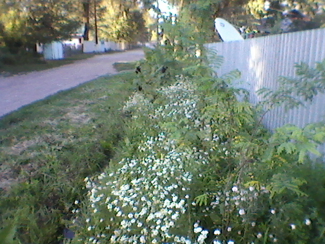 Возле двора Возле двора