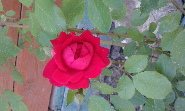 Розы. Новый сезон. Розы. Новый сезон.