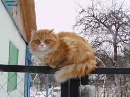 Ирина Ирина