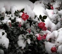 Как укрыть розы на зиму Как укрыть розы на зиму