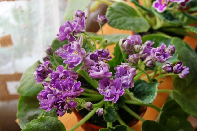 Мой фиалковый рай Мой фиалковый рай