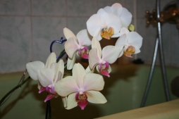 Реанимашки подрастают Реанимашки подрастают