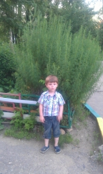 Полынь Полынь