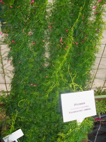 Выставка цветов Выставка цветов