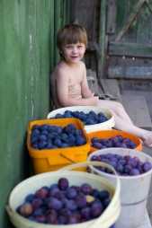 Урожай сливы Урожай сливы
