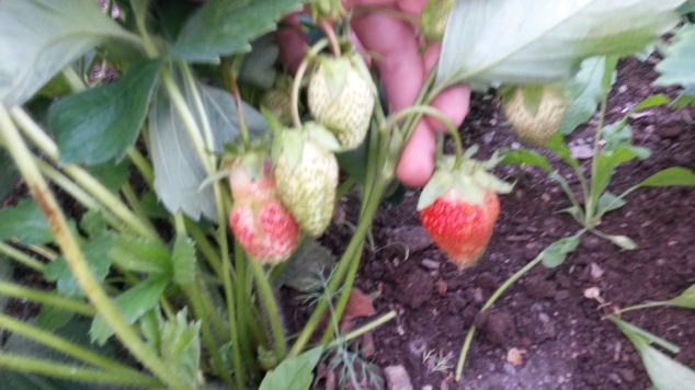 Мои хвасты клубничные Мои хвасты клубничные