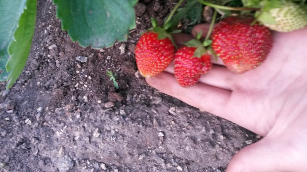 Мои хвасты клубничные Мои хвасты клубничные