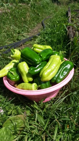 Перчики Перчики