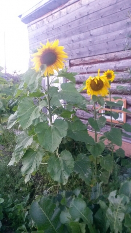 Подсолнухи Подсолнухи
