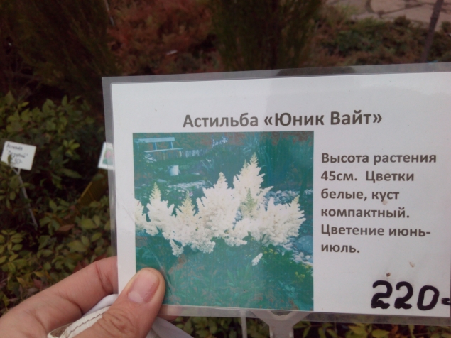 Этого события мы ждали целый год Этого события мы ждали целый год
