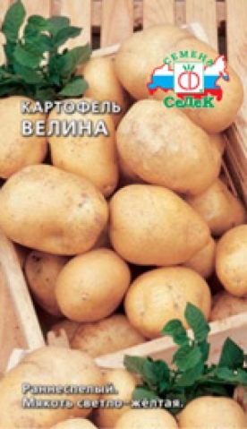 Картофель из семян Картофель из семян