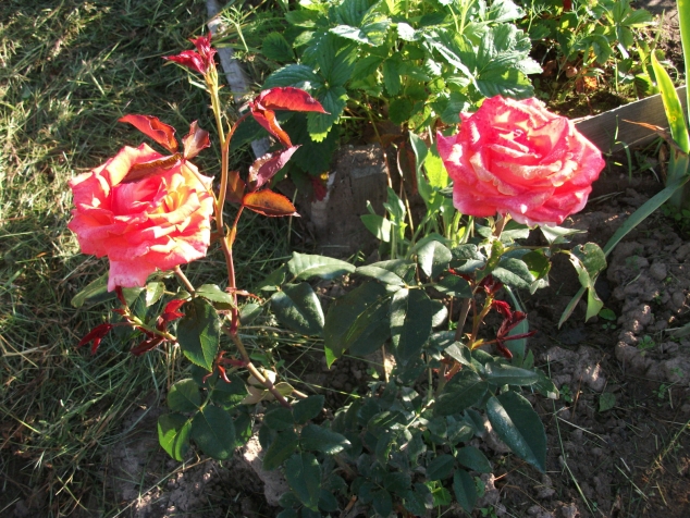 Мои розы Мои розы