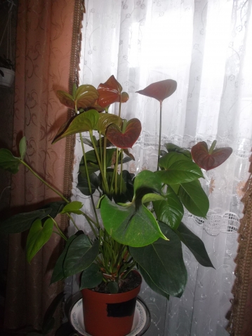 цветочки цветочки