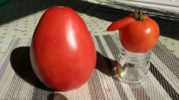 Природа шутит:)